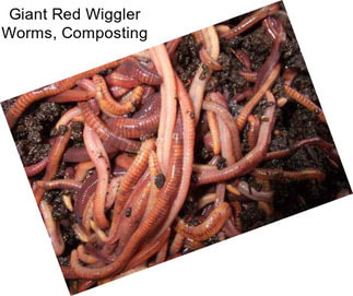 Giant Red Wiggler Worms, Composting