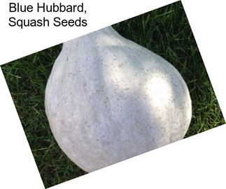 Blue Hubbard, Squash Seeds