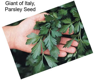 Giant of Italy, Parsley Seed