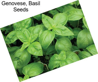 Genovese, Basil Seeds