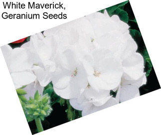 White Maverick, Geranium Seeds