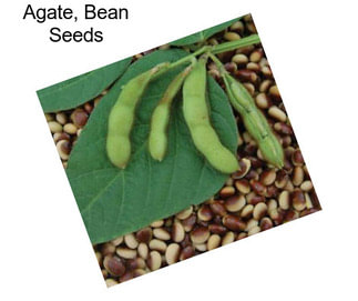 Agate, Bean Seeds