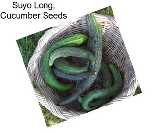 Suyo Long, Cucumber Seeds