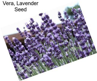 Vera, Lavender Seed