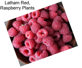 Latham Red, Raspberry Plants