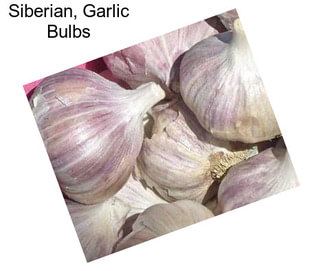 Siberian, Garlic Bulbs