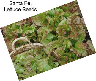 Santa Fe, Lettuce Seeds