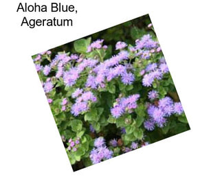 Aloha Blue, Ageratum