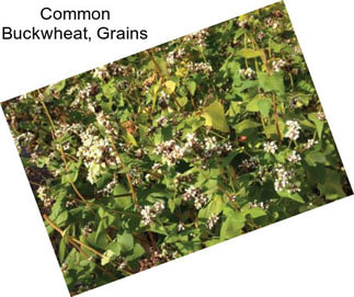 Common Buckwheat, Grains