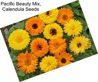 Pacific Beauty Mix, Calendula Seeds