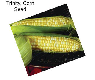 Trinity, Corn Seed