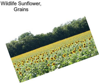 Wildlife Sunflower, Grains