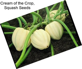 Cream of the Crop, Squash Seeds