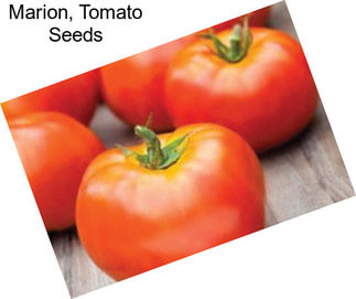 Marion, Tomato Seeds