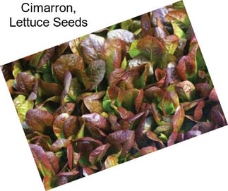 Cimarron, Lettuce Seeds