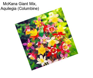 McKana Giant Mix, Aquilegia (Columbine)