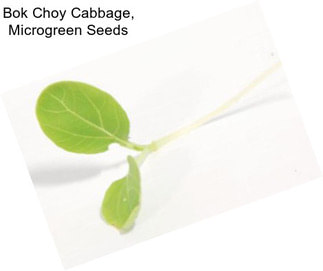 Bok Choy Cabbage, Microgreen Seeds