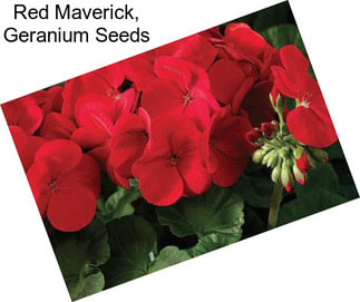Red Maverick, Geranium Seeds