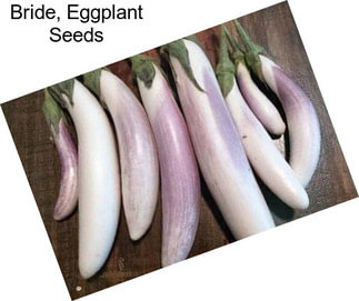 Bride, Eggplant Seeds