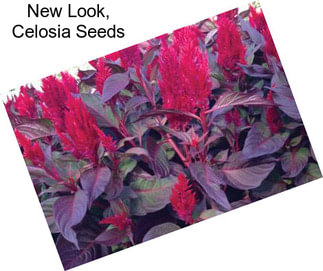 New Look, Celosia Seeds