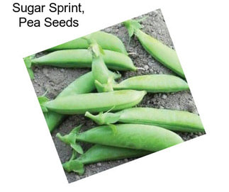 Sugar Sprint, Pea Seeds