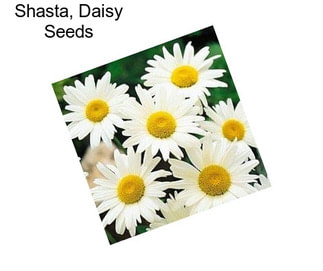 Shasta, Daisy Seeds