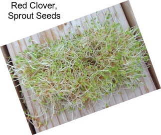 Red Clover, Sprout Seeds