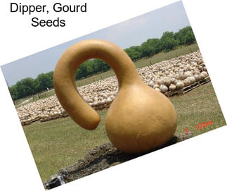 Dipper, Gourd Seeds