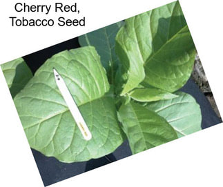 Cherry Red, Tobacco Seed