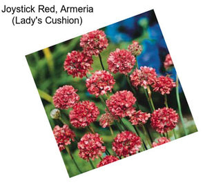 Joystick Red, Armeria (Lady\'s Cushion)