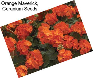 Orange Maverick, Geranium Seeds
