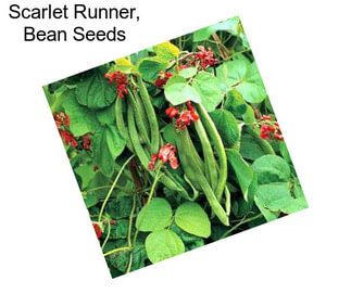 Scarlet Runner, Bean Seeds