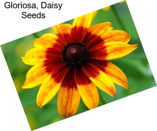 Gloriosa, Daisy Seeds