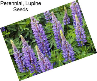 Perennial, Lupine Seeds