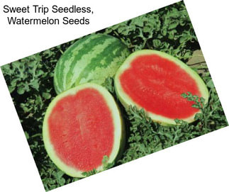Sweet Trip Seedless, Watermelon Seeds