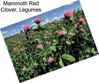 Mammoth Red Clover, Legumes
