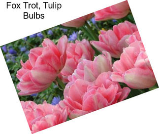 Fox Trot, Tulip Bulbs