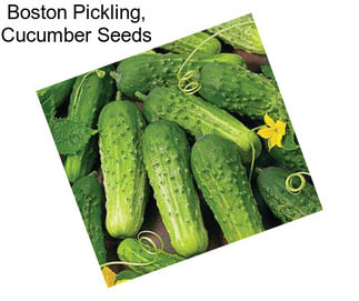 Boston Pickling, Cucumber Seeds
