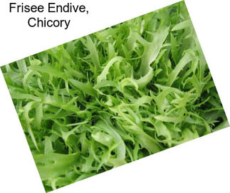 Frisee Endive, Chicory