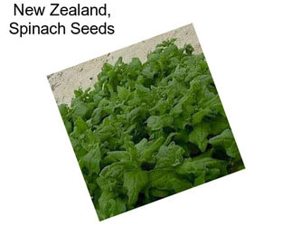 New Zealand, Spinach Seeds