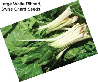 Large White Ribbed, Swiss Chard Seeds