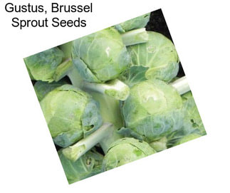 Gustus, Brussel Sprout Seeds