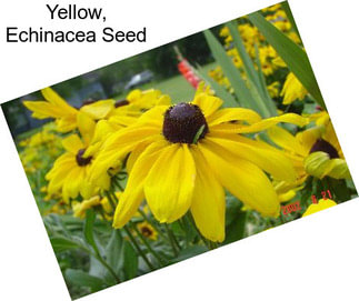 Yellow, Echinacea Seed