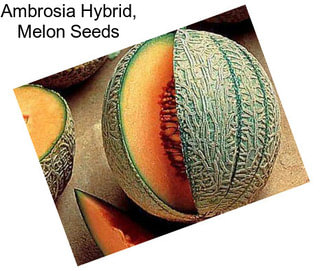 Ambrosia Hybrid, Melon Seeds