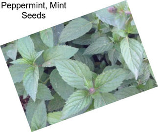 Peppermint, Mint Seeds