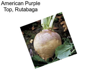 American Purple Top, Rutabaga