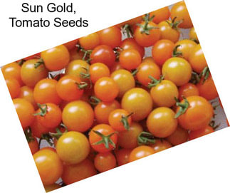 Sun Gold, Tomato Seeds