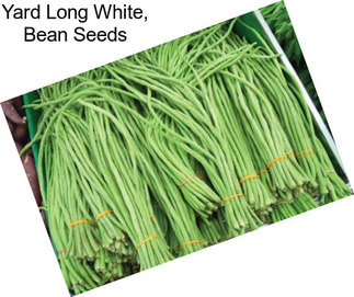 Yard Long White, Bean Seeds