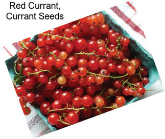 Red Currant, Currant Seeds