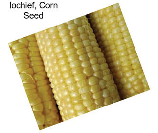 Iochief, Corn Seed